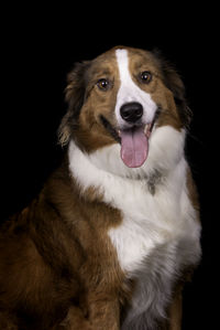 Close-up portrait of dog against black background