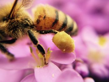 Close-up of insect on flower