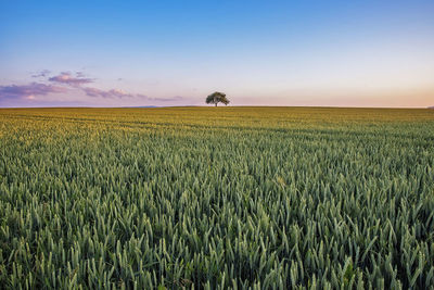 Scenic view of agricultural field against clear sky