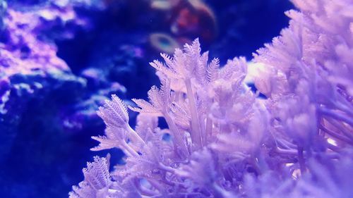 Close-up of coral in sea