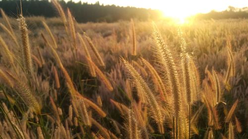 Close-up of wheat growing on field at sunset