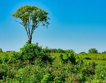 Plant growing on field against clear blue sky