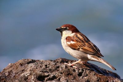 Close-up of bird perching on rock