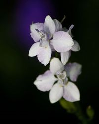 Close-up of white flower