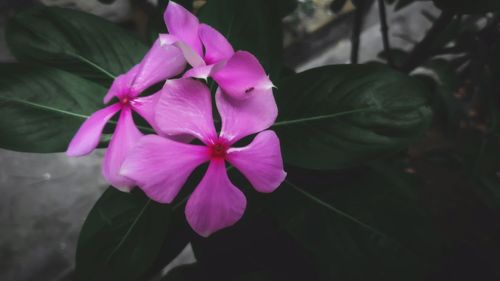 High angle view of iris