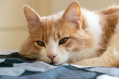 Close-up portrait of a cat