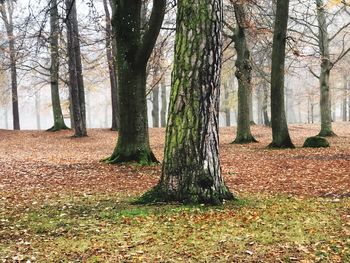 Trees growing on field in forest during autumn