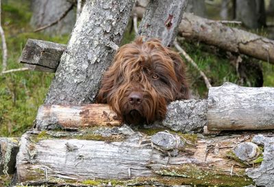 Dog amidst logs on field