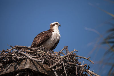 Low angle view of bird perching on tree against sky