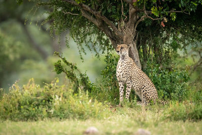 Giraffe in a forest