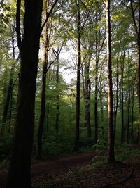 Scenic view of forest