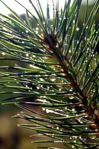 Close-up of fresh green tree