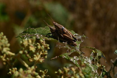 Close-up of insect on plant