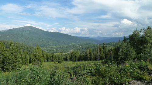 Scenic view of forest against sky