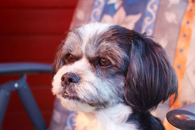 Close-up portrait of dog