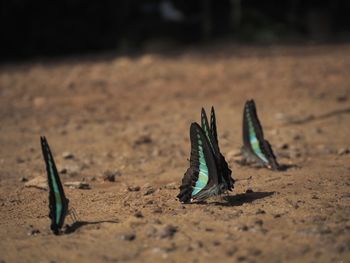 Close-up of grasshopper on sand