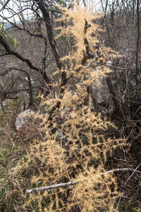 Close-up of cactus plants