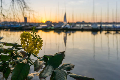 Close-up of plants by lake against sky during sunset