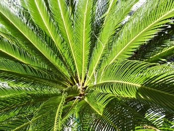 Full frame shot of palm tree leaves