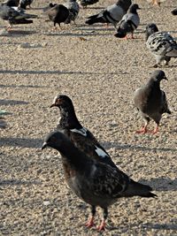 Close-up of pigeon perching on street