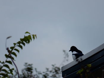 Low angle view of bird perching on sky