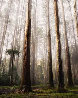 Low angle view of trees in forest