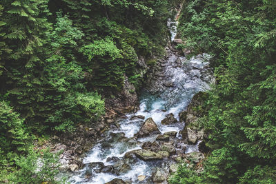 Scenic view of waterfall in forest