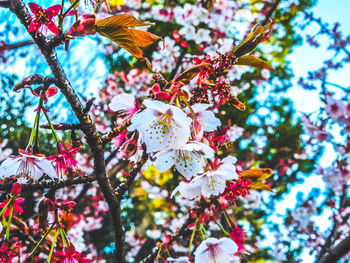 Low angle view of fresh flower tree against sky