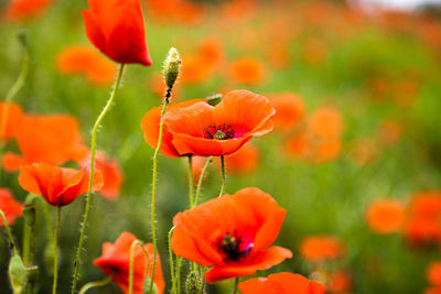 Close-up of red flower