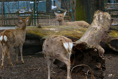 Deer standing in a field