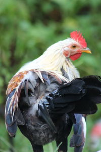 Close-up of rooster outdoors