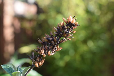 Close-up of insect on thistle