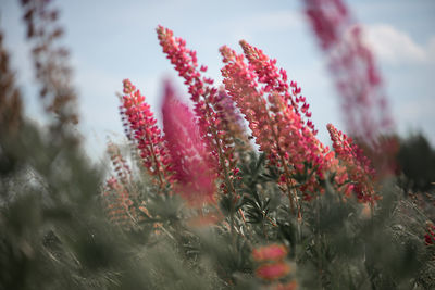 Spring flower, blooming lupine flowers. a field of lupines. sunlight shines on plants in latvia. 