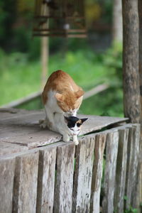 View of a cat on wooden fence