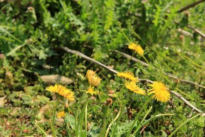 Close-up of yellow flowering plant on field