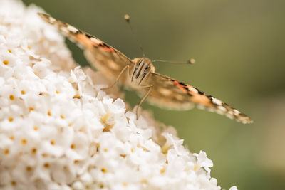 Close-up of butterfly on white flower