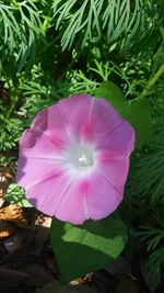 Close-up of pink flower