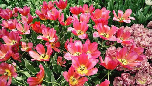 High angle view of pink flowering plants