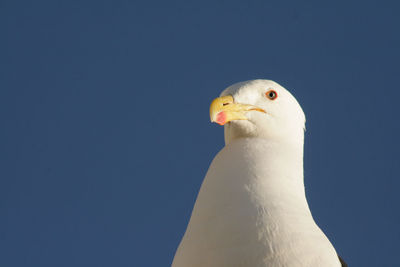 Close-up of a bird against clear blue sky