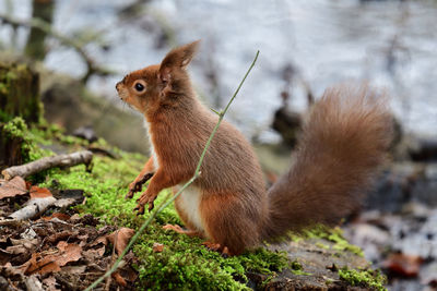 Close up of a red squirrel standing up 