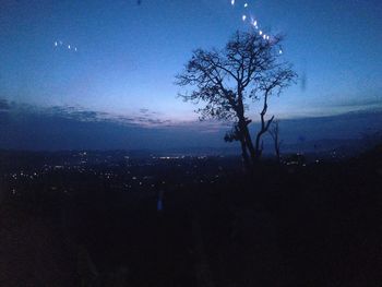 Silhouette of tree at night