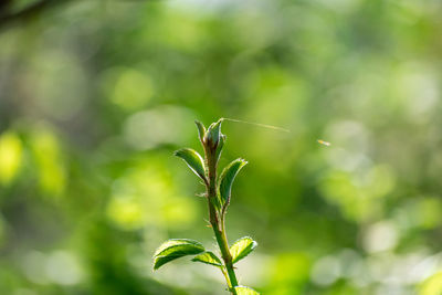 Close-up of green plant