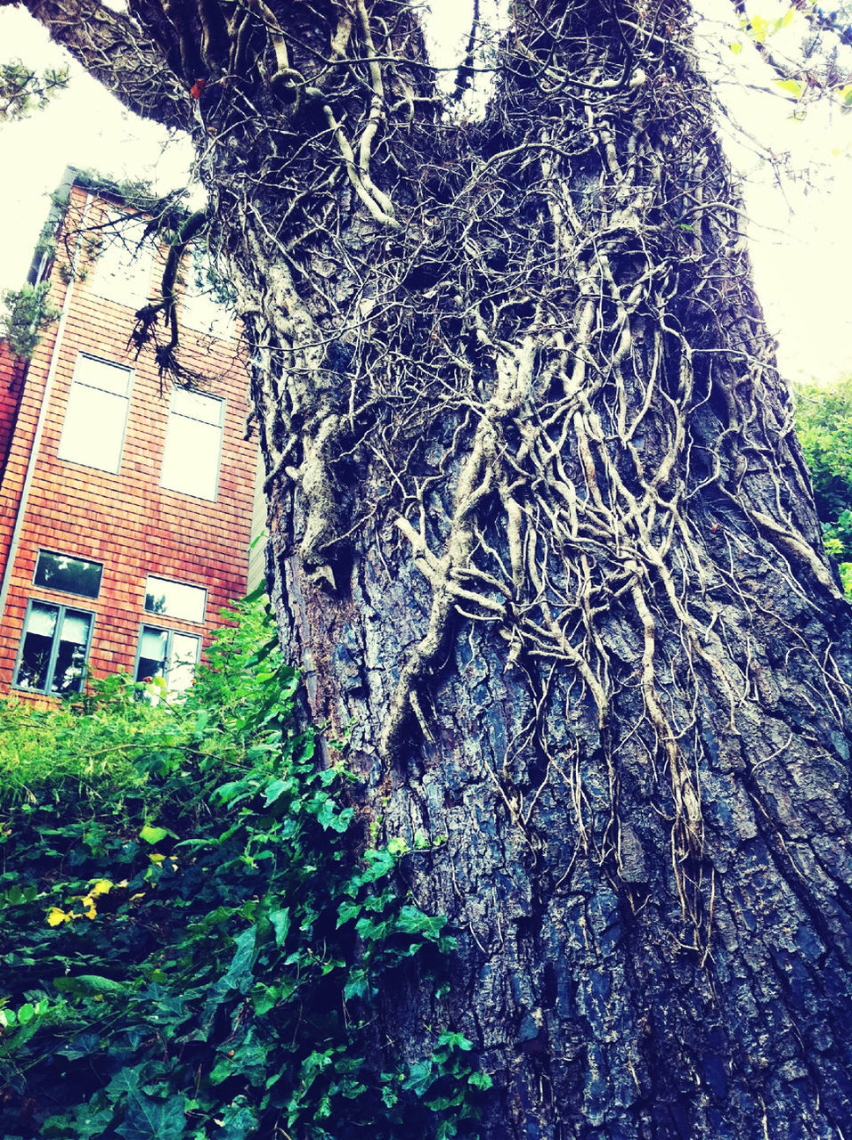 tree, building exterior, architecture, tree trunk, built structure, growth, low angle view, branch, day, outdoors, nature, plant, no people, green color, sunlight, clear sky, window, building, shadow, house