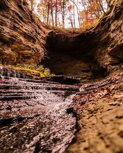 Trees on rock formation