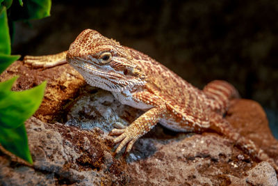 Close-up of lizard