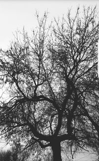 Low angle view of silhouette tree against sky