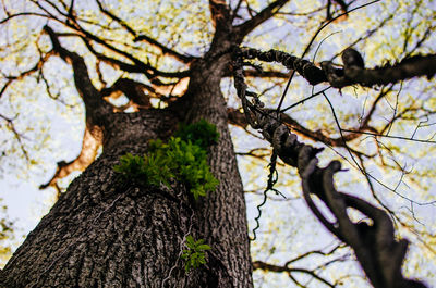 Low angle view of tree against sky