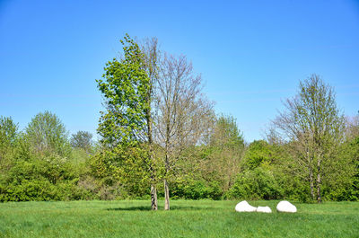 Trees on field against clear blue sky