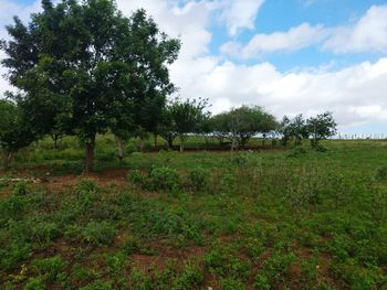 Trees on field against sky