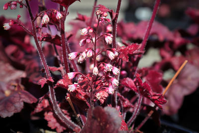 Close-up of pink flowering plant